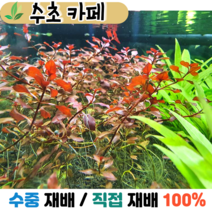 수초카페) 루드위지아sp. 슈퍼레드 3촉 중/후경수초 초보수초 자연수초 관상수초 재배수초
