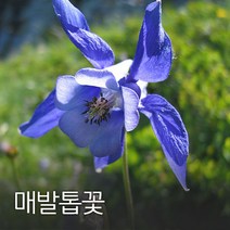 코리아팜 매발톱 50g