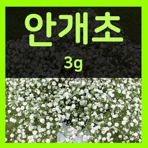 꽃씨몰 꽃씨 봄 파종 여름꽃씨 가을 노지월동 다년생 야생화 양귀비 종자 꽃씨앗, 24.안개초 3g(1~2년생)