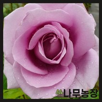 (나무농장) 유럽사계땅장미 블루문 개화주 포트