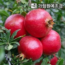 석류나무 슈퍼왕석류 대홍 유실수 가림원예조경, 슈퍼왕석류 R3cm 결실주, 1개