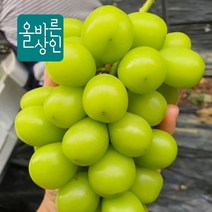 올바른상인 김천 프리미엄 샤인머스켓 2kg 4kg, 5수, 1개