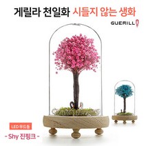 [꽃선물] [게릴라 천일화] 프리저브드 플라워(찐핑크) 시들지않는생화/드라이플라워 안개꽃 무드등/집들이선물/ 생일선물 [행복시작]