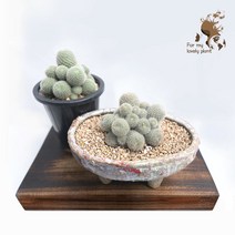 보산 3~5월 예쁜 꽃이 피는 선인장 공기정화 반려식물