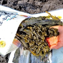 제주 돌미역 자연산돌미역 250g 산모미역 미역귀 말린돌미역 다시마, 제주 자연산 돌미역250g 1개, 1개