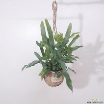 블루스타고사리 거실화분 행잉바구니, 투명잔