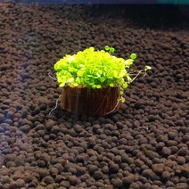 바보사랑 TH 절단유목 씨앗활착세트 .미미네아쿠아