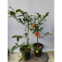 레몬나무 오렌지레몬나무 240 식용