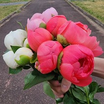 작약 생화 1송이 농장직송 생화택배 꽃도매 양재꽃시장, 코랄