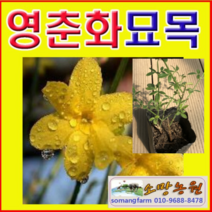 (D소망)영춘화묘목(포트) 10그루