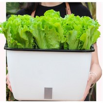 집에서 상추 키우기 대파 토마토 딸기 베란다 텃밭 집 아파트 에서 자동관수 저면관수, 트레이 + 잘자람 배양토 8L