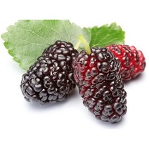 맛있는차 영양차 건강차 건조열매티백 대형 오디차 20티백 식후습관차 건조차 말린차