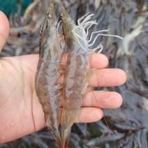 국내산 생물 제철 새우 신안 산지직송 특대 흰다리새우, 1kg(30미 내외), 1개
