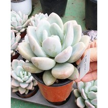 안산 플라워마트 다육식물 오팔리나