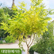 [차량/착불] 황금회화나무 R5 R6 노랑색잎 포인트목 정원수, 01. R5 흙분