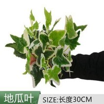 벽 발코니에 디스플레이 데코레이션 식물 꽃 인조 잔디 배경 장식, 가장자리가흰고구마잎1개