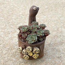 다육 식물 롱기시마 화분포함 수제화분