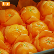제주 레드향 고당도레드향 가정용 선물용, 레드향 5kg 가정용 중대과(25과 내외)