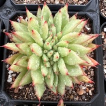 [올식스] 첼린저스토리철화, 1개