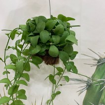 디시디아그린 행잉식물 실내공기정화식물 디시디아그린 행잉식물 실내공기정화식물