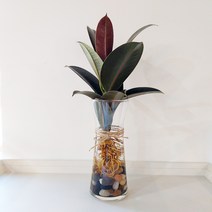 물에서 키우는 깔끔한 수경 재배 식물 + 유리 화병, 멜라니고무나무