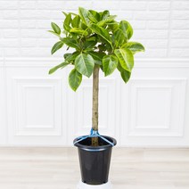 화수분 대형 뱅갈고무나무 공기정화식물 인테리어화분, 1.중품 기본플라스틱화분, 1개