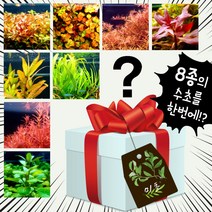 [미초] 튼튼하고 키우기 쉬운 초보 수초 8종 세트 (총 24촉) / 초보자 수초 / 수초 세트 / 구피 수초 / 치어 수초