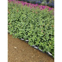 노지월동 체리세이지 중품 허브 30-50cm 69, 1개