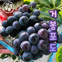 국내산 김천 거봉 포도 프리미엄 고당도 1kg 2수/2kg 4수/2kg 3수/2 kg 4수 선물용, 김천 거봉 2kg 4수 선물용