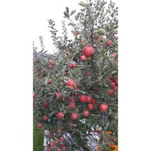 봉화사과부사(미안마) 5kg10kg, 흠과