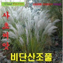 사초씨앗] 비단산조풀 (Diamond Grass) 10 립
