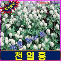 희귀꽃씨/천일홍-화이트/고성종/씨앗 10립