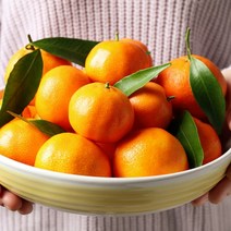 제주 직송 해거리농법 제철 제주하우스감귤 11~13브릭스 1kg 2.5kg 선물용, 5kg선물용(로얄대과), 1개