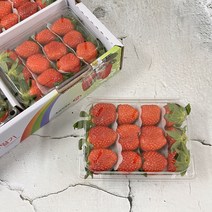 [산지직송] 생 딸기 달달한 하우스 설향 딸기 (대)사이즈, 500g, 1팩