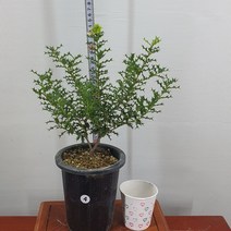 구골목서/미니은목서<향기좋은은목서>, 1개” class=”wr-img”></a></div></p></div></p></div></p></div><div class=