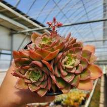 [신화다육농장] 빨갛게 물이 들면 이쁜 노블레드, 노블레드 2두