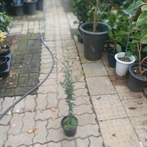 아르베키나올리브나무 중대품 60~80cm 199, 1개
