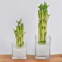 수경재배식물 개운죽 수중식물 모종 화분 키우기, 10p/20cm, 식물만