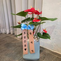 안시리움 안스리움 공기정화식물 대구 화분 배달, 안스리움 (30X50)