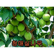 청매실나무 접목1년특묘 나무 묘목 유실수 과일나무 과실수 청매실나무