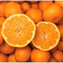 [10/4 발송] 산지직송 프리미엄 제주 효돈 노지 감귤, 노지 감귤 4.5kg (꼬마 사이즈), 1개