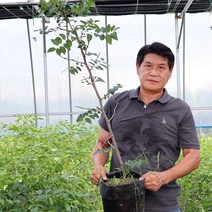 사과대추나무 묘목 3년생 접목2년 결실주 조생대추, 사과대추 3년생접2년