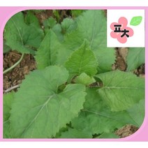 취나물 씨앗(1000립) -참취 곰취 수리취 종자씨앗 꽃씨앗 채소씨앗 구근식물 야생화 약초 포천매화동농장 씨앗모음, 1개