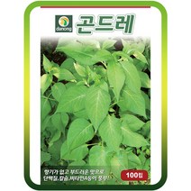 곤드레(고려엉겅퀴)씨앗 1000립 곤드래 약초종자 야생나물 채소씨앗 곤드레씨, 1000개