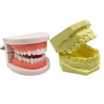 치아 석고 모형 연습도구 재료 모델 치과 임플란트, 쓰리피스 슈트