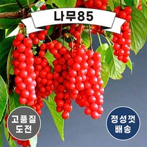 (나무85) 오미자나무 묘목, 1. 오미자 실생1년 (10주묶음)