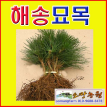 (A소망)해송 묘목(키 약70센치) 2그루