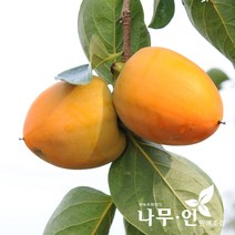[나무인] 대봉감나무 결실주 R2~3