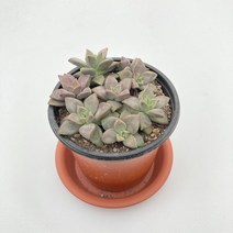 그린플랜트 다육식물 프리티 1+1 최다종