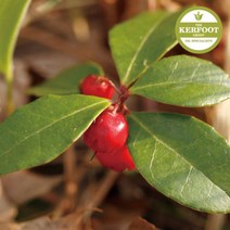 PGM1*^몰윈터그린 에센셜 오일 Wintergreen Oil 아로마 천연 다용도^*1췤pgm, *^^옵션*^1L
